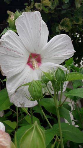 Apartamento Sommerfrische