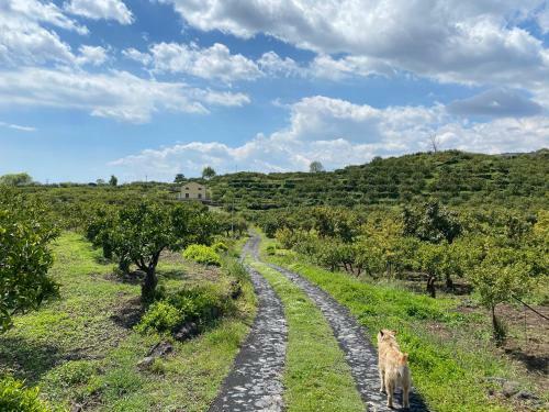 Agroturismo Agriturismo Le Case Di Civi