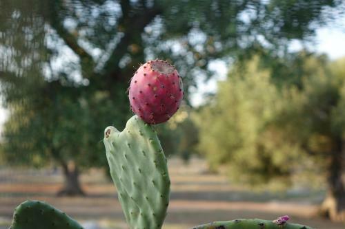 Agroturismo Giardino Del Tempo