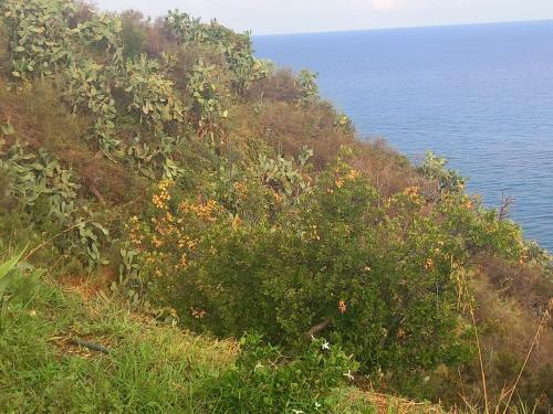 Villa The Cliff House