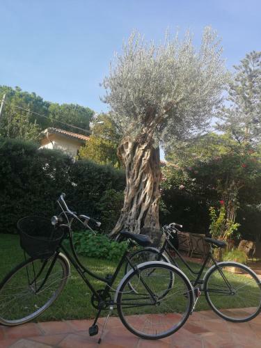 Apartamento Guest House Antichi Ulivi