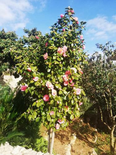 Apartamento Villa Sargheruoli