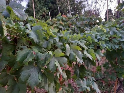 Apartamento La Quiete Tra Le Vigne