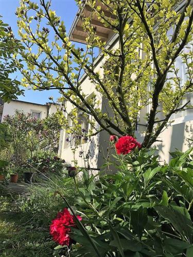 Apartamento Stadtoase Koblenz