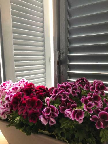 Apartamento Ninozza House