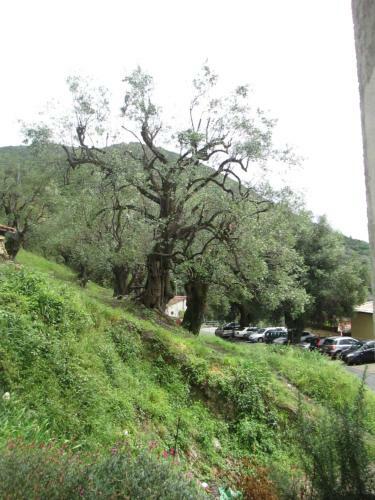 Apartamento Gli Ulivi - Pisciotta, Cilento