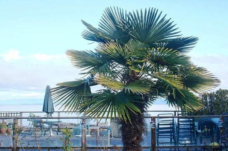 Hotel Buena Vista By The Sea