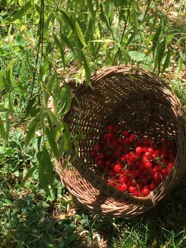 B&B Il Moro Selvatico