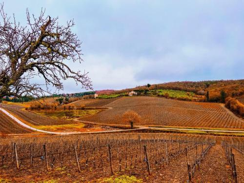 Hotel Locanda Podere Le Vigne