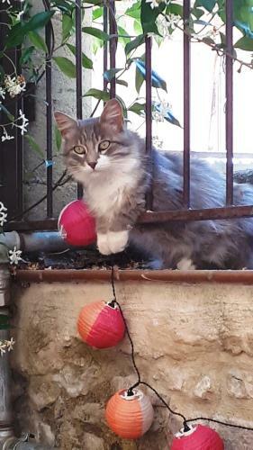 Apricot House