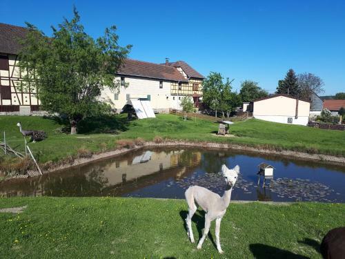 Apartamento Ferienhof "zum Waldblick"