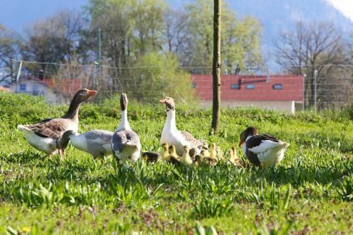 Agroturismo Zai�lh�usl Hof G�stezimmer