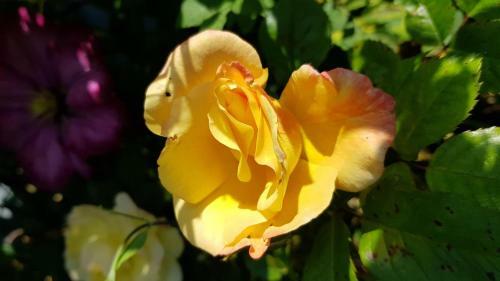 Apartamento Haus Rosengarten