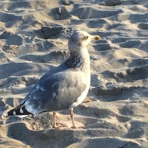 Emilias H�s, Reethaus In Der Bucht Von Wismar