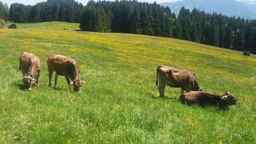 Apartamento Ferienwohnung Tannenblick