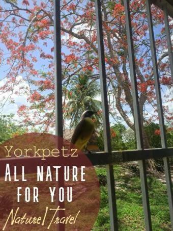 Lodge Yorkpetz All Nature !
