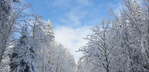Apartamento Ferienwohnung Merle In Winterberg-altastenberg
