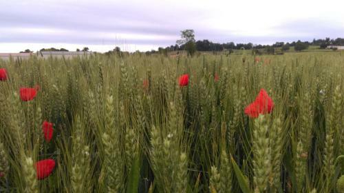 Bed & Breakfast Domaine D' Arcalis