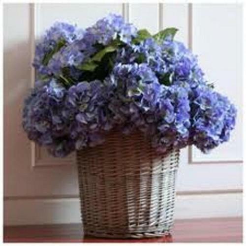 Villa Les Hortensias B&B