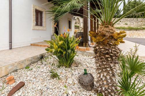 Strelitzia's House