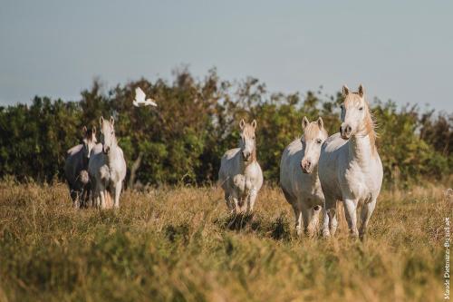 Camargue, Alpilles... Vos Vacances Id�ales !