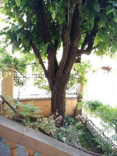 Apartamento Tilia