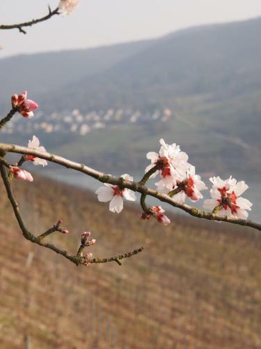 Hotel Gastehaus Weingut Rossler