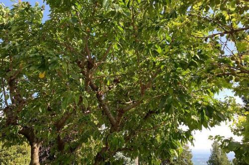 Apartamento The Cherry Garden House Loft Lusso