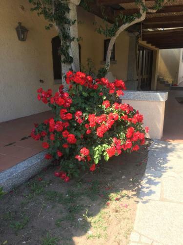 Villa Brigante Santa Reparata