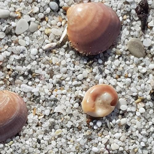 Apartamento Appartamento A Due Passi Dal Mare.