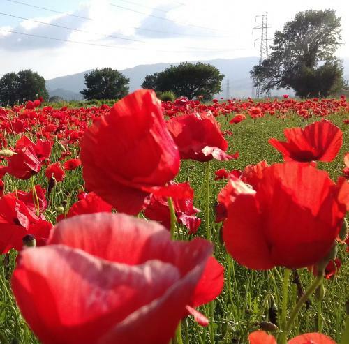 Bed & Breakfast Podere Sanlorenzo