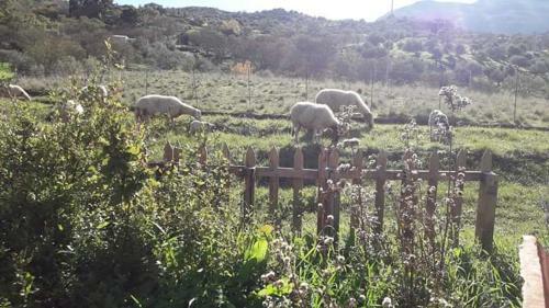 Bed & Breakfast Agriturismo Gentile