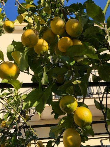 Bed & Breakfast Il Giardino Di Nonno Agostino