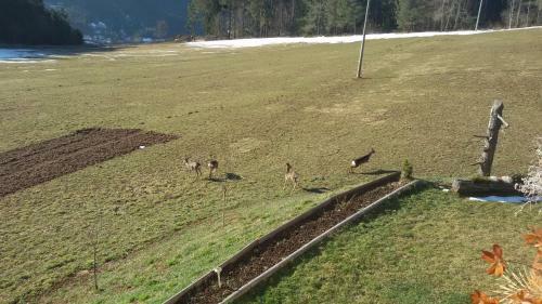 Agroturismo Parlunkhof