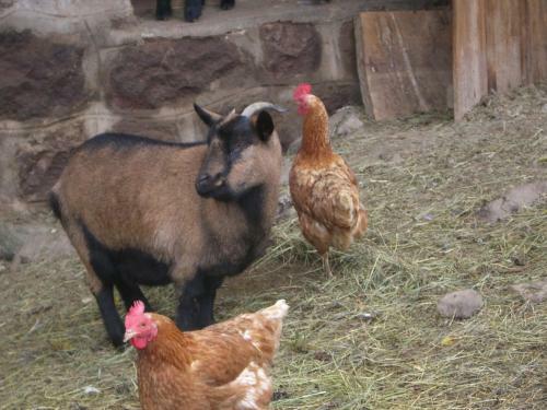 Agroturismo Kompatscherhof