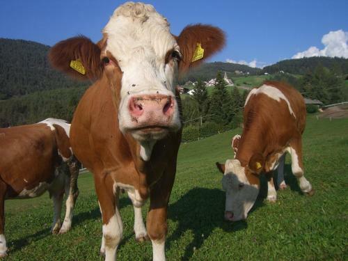 Agroturismo Kompatscherhof