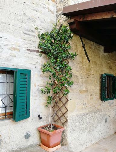 Ville Betulla E Gelsomino