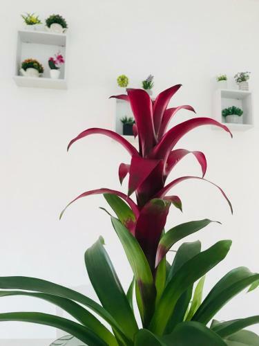 B&B Il Cuore Di Kroton