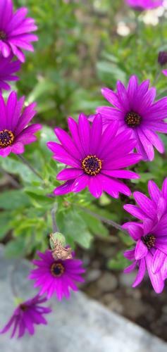 Lodge La Veranda Sul Golfo