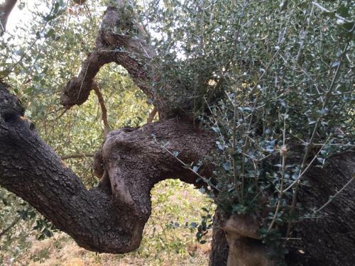 Podere Baloo Suvereto
