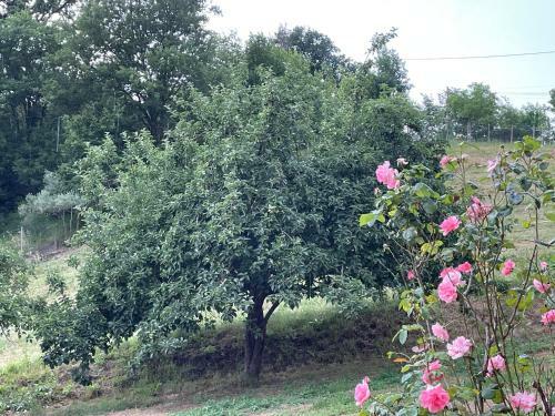 Luxury Villa Arianna