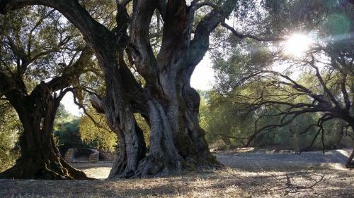 Apartamento Il Giardino All'angolo