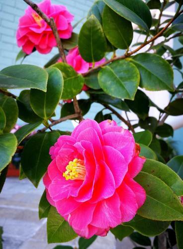 Apartamento Il Giardino All'angolo