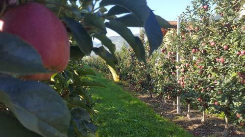 Agroturismo Agritur Clementi