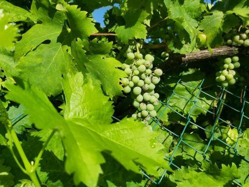 Apartamento Villa La Mucchia - Viola