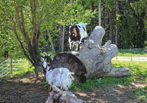 Agroturismo Niederhaeusererhof