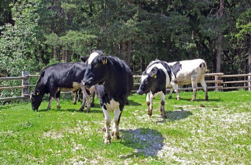Agroturismo Niederhaeusererhof