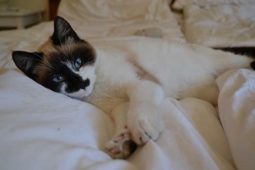 Apartamento Altes Pfarrhaus Altersberg