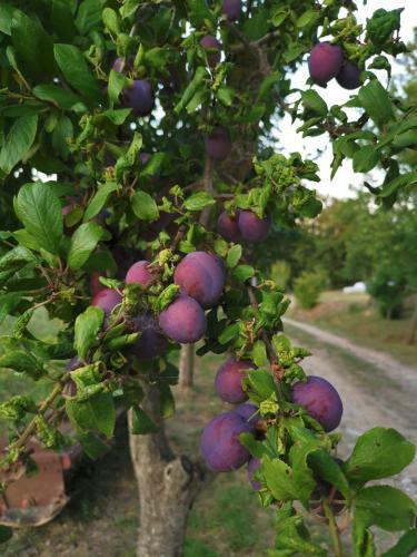 Bed & Breakfast Masseria Le Querciole