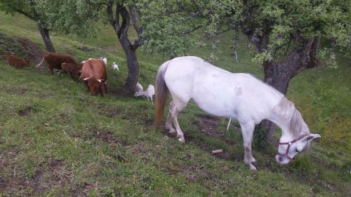 Hostal Vaznik Farm House Apartments